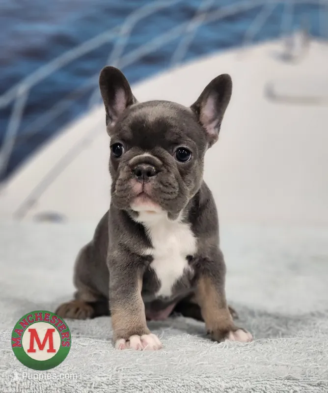 AKC Jade – French Bulldog puppy for sale in Joplin, MO