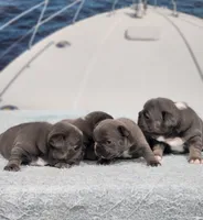 AKC Tory, a female French Bulldog for sale in Joplin, MO – 5 of 5