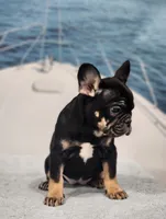 processed/971d0a9f-9b74-4248-97bf-4d1702981828/listing/dbacdf89-c146-4f76-9098-a6535671928f/0eb7412c-5235-4b5a-88da-f70e8317c518