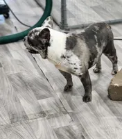 AKC Jack, a male French Bulldog for sale in Joplin, MO – 2 of 4
