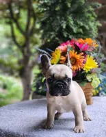 AKC Biscuit, a female French Bulldog for sale in Joplin, MO – 3 of 4