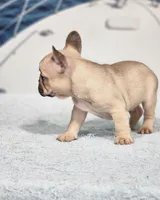 AKC Milo, a male French Bulldog for sale in Joplin, MO – 3 of 6