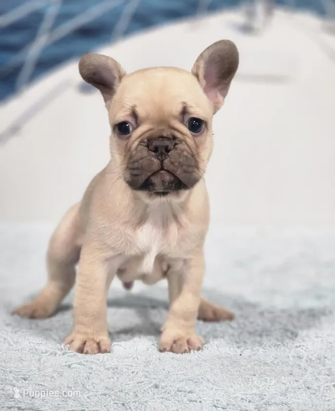 AKC Milo – French Bulldog puppy for sale in Joplin, MO