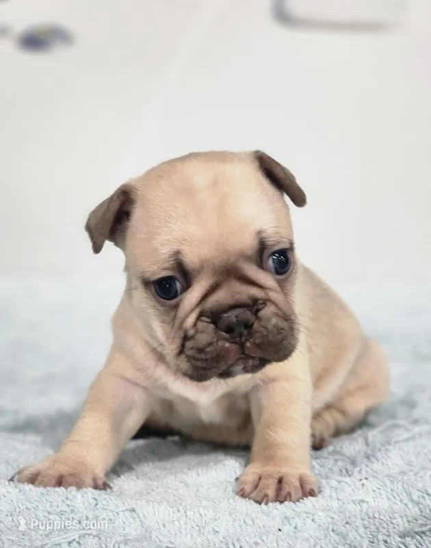 AKC Milo – French Bulldog puppy for sale in Joplin, MO