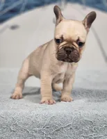 AKC Milo, a male French Bulldog for sale in Joplin, MO – 4 of 6