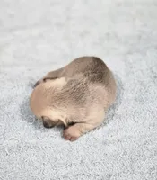 AKC Milo, a male French Bulldog for sale in Joplin, MO – Photo 2 of 2