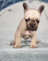 AKC Milo, a male French Bulldog for sale in Joplin, MO – 5 of 6