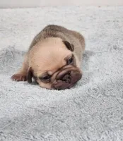 AKC Milo, a male French Bulldog for sale in Joplin, MO – Photo 1 of 2