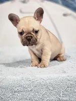 AKC Milo, a male French Bulldog for sale in Joplin, MO – 2 of 6