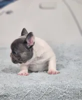 AKC Hadley, a female French Bulldog for sale in Joplin, MO – 6 of 8
