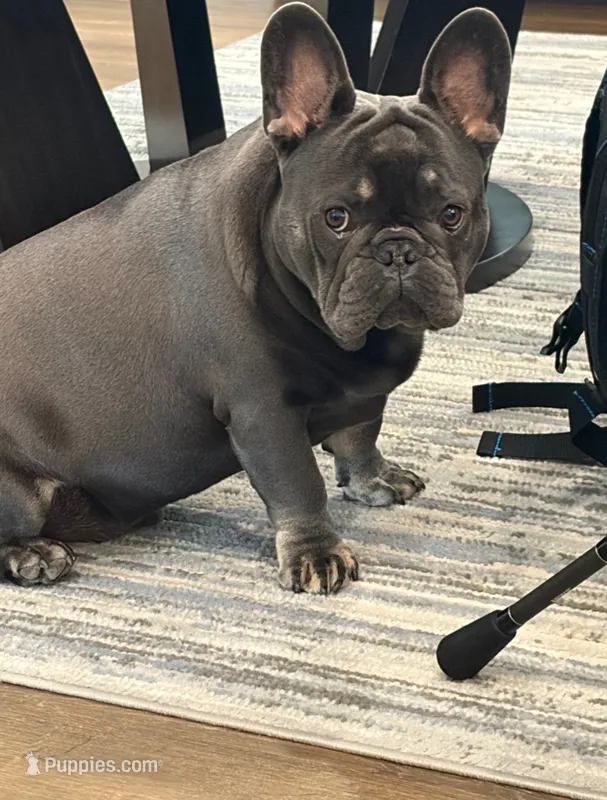 AKC Jackson – French Bulldog puppy for sale in Joplin, MO