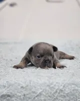 AKC Tory, a female French Bulldog for sale in Joplin, MO – 3 of 5