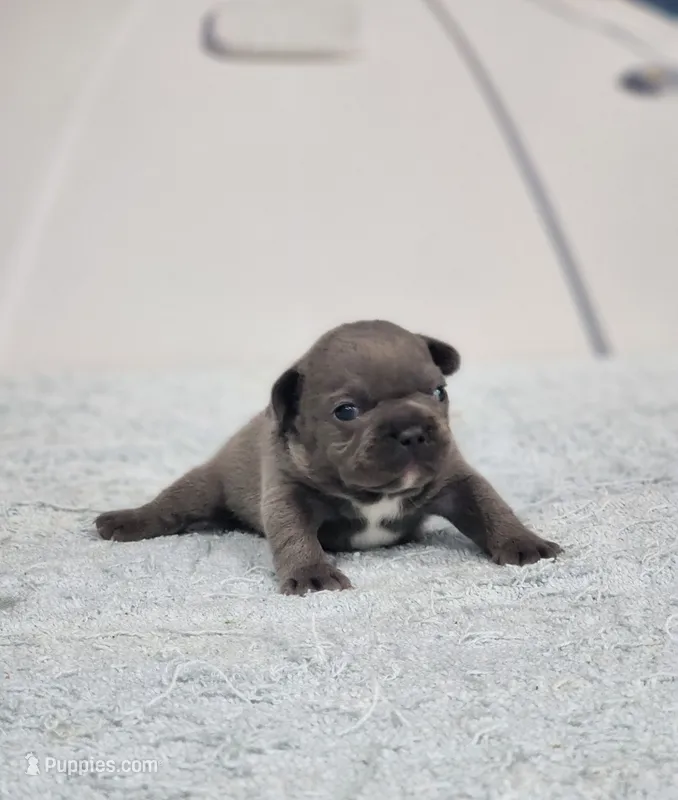 AKC Sawyer – French Bulldog puppy for sale in Joplin, MO