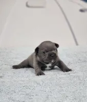 AKC Sawyer, a male French Bulldog for sale in Joplin, MO – 1 of 5