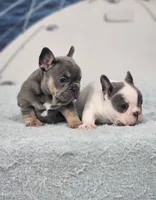 AKC Hadley, a female French Bulldog for sale in Joplin, MO – 7 of 8