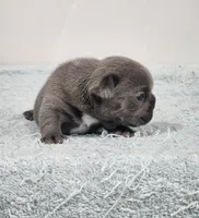 AKC Sawyer, a male French Bulldog for sale in Joplin, MO – 3 of 5