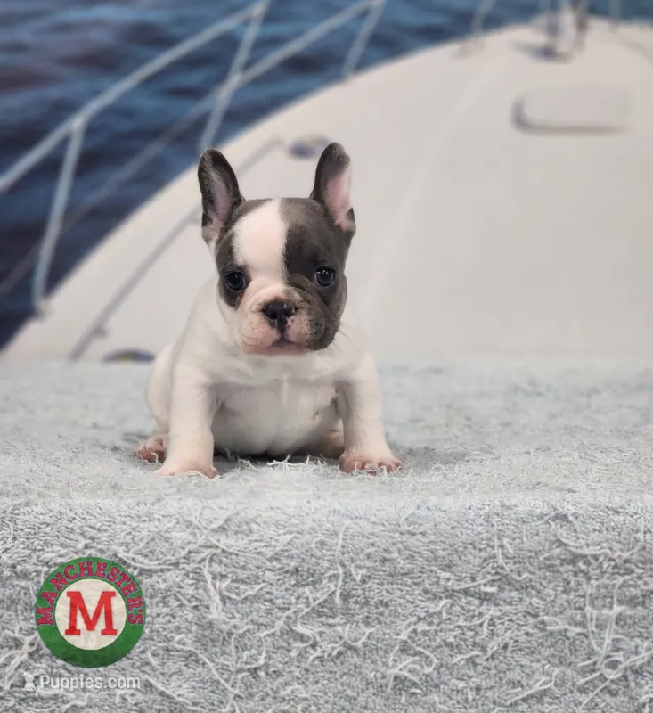 AKC Hadley – French Bulldog puppy for sale in Joplin, MO