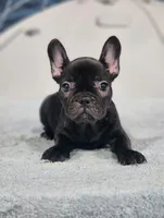 processed/971d0a9f-9b74-4248-97bf-4d1702981828/listing/f7716566-5198-4a8f-8c24-76ee9a3a45c2/9efb3063-fef4-4b55-be5c-f643830bb201