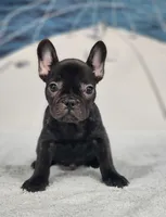 processed/971d0a9f-9b74-4248-97bf-4d1702981828/listing/f7716566-5198-4a8f-8c24-76ee9a3a45c2/f8be8c29-4dac-45ee-83d6-1b6cca5bf4da