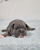 AKC Jade, a female French Bulldog for sale in Joplin, MO – 3 of 4