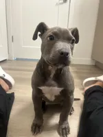 Koko, a female American Pit Bull Terrier for sale in Grand Prairie, TX – 5 of 6