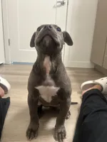 Koko, a female American Pit Bull Terrier for sale in Grand Prairie, TX – 3 of 6