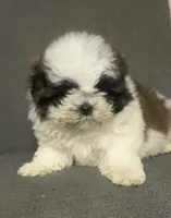 Shitzu, a male Shih Tzu for sale in San Antonio, TX – Photo 2 of 4