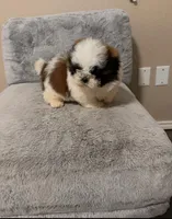Shitzu, a male Shih Tzu for sale in San Antonio, TX – Photo 3 of 4