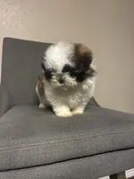 Shitzu, a male Shih Tzu for sale in San Antonio, TX – Photo 4 of 4