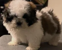 Shitzu, a male Shih Tzu for sale in San Antonio, TX – Photo 1 of 4