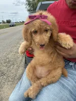 Golden doodle , a male Goldendoodle for sale in San Antonio, TX – 7 of 7