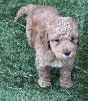 Golden doodle , a male Goldendoodle for sale in San Antonio, TX – 5 of 7