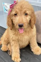 Golden doodle , a male Goldendoodle for sale in San Antonio, TX – 2 of 7