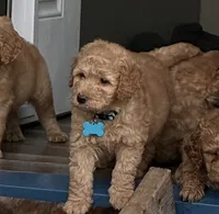 Golden doodle , a male Goldendoodle for sale in San Antonio, TX – 3 of 7