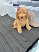 Golden doodle , a male Goldendoodle for sale in San Antonio, TX – 6 of 7