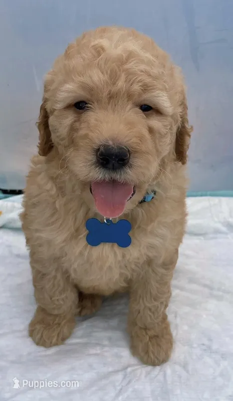 Golden doodle  – Goldendoodle puppy for sale in San Antonio, TX