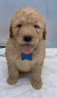 Golden doodle , a male Goldendoodle for sale in San Antonio, TX – 1 of 7