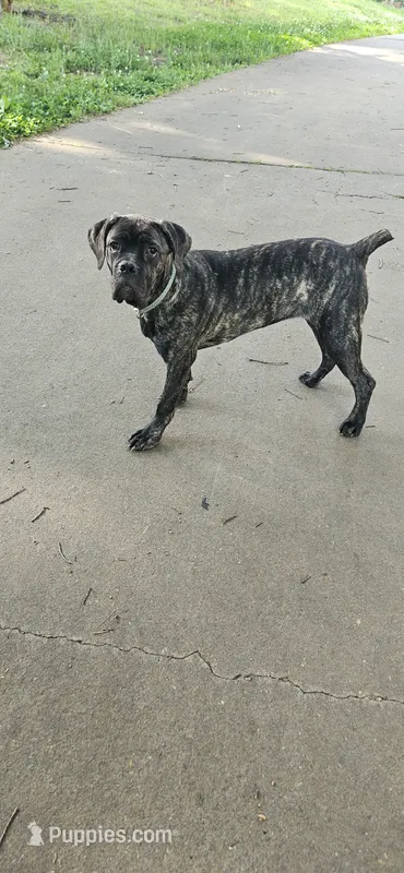 Cleopatra – Cane Corso puppy for sale in Sweetwater, TN