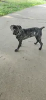 Cleopatra, a female Cane Corso for sale in Sweetwater, TN – 1 of 1
