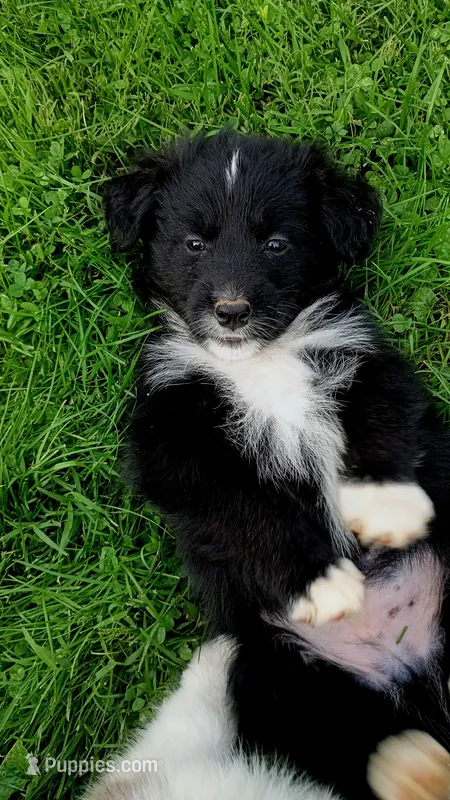 Cash  – Australian Shepherd puppy for sale in Narvon, PA