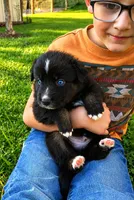 Cayce , a male Australian Shepherd for sale in Narvon, PA – 3 of 4