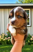 Boone , a male Australian Shepherd for sale in Narvon, PA – 8 of 10
