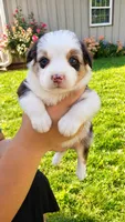 Rhett, a male Australian Shepherd for sale in Narvon, PA – 2 of 5