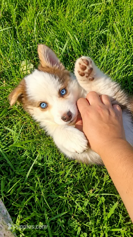 River  – Australian Shepherd puppy for sale in Narvon, PA