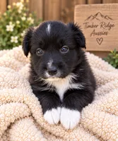 Cash , a male Australian Shepherd for sale in Narvon, PA – 1 of 4