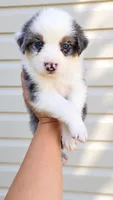 Ace , a male Australian Shepherd for sale in Narvon, PA – 1 of 6