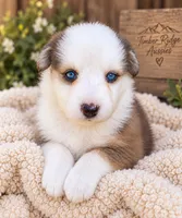 River , a male Australian Shepherd for sale in Narvon, PA – 1 of 4