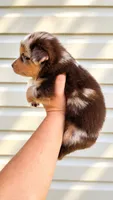 Boone , a male Australian Shepherd for sale in Narvon, PA – 2 of 10