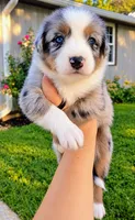 Cowboy, a male Australian Shepherd for sale in Narvon, PA – 2 of 4