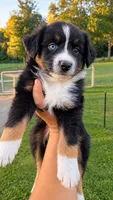 Huston , a male Australian Shepherd for sale in Narvon, PA – 1 of 4
